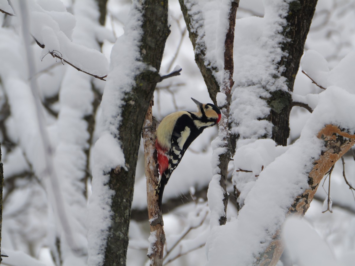 Great Spotted Woodpecker - ML646625050