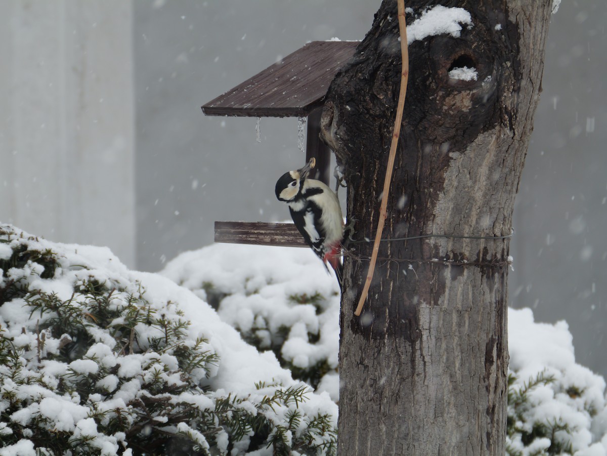 Great Spotted Woodpecker - ML646625051