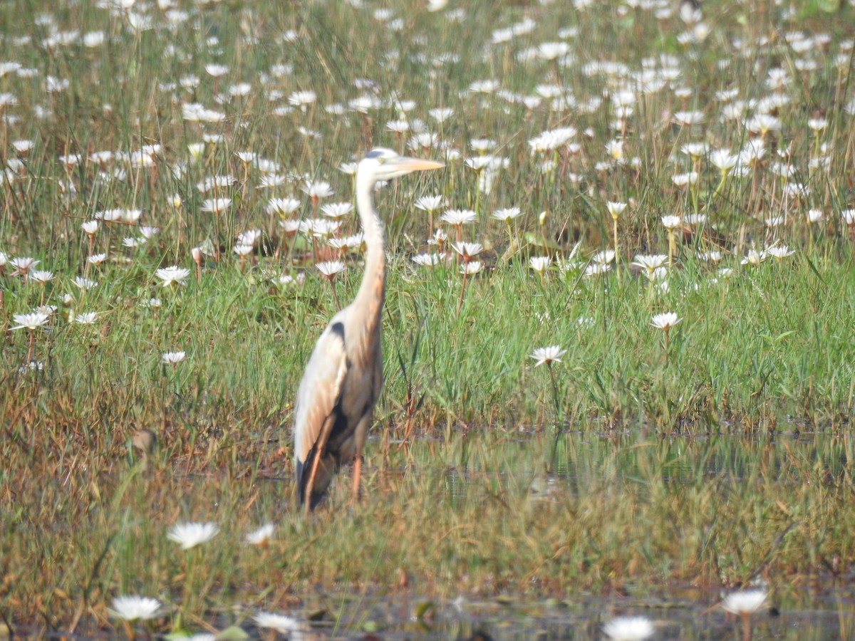 蒼鷺 - ML646625052