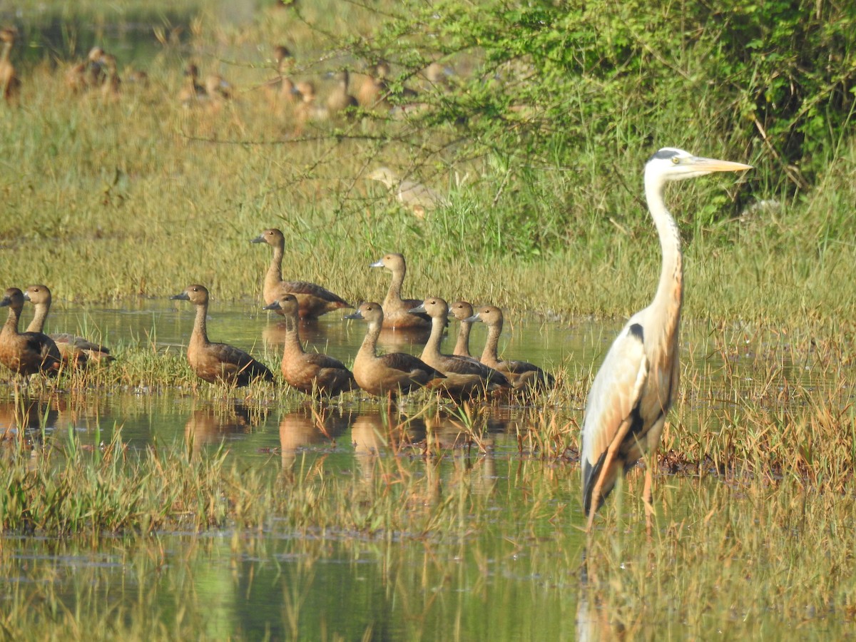 蒼鷺 - ML646625053