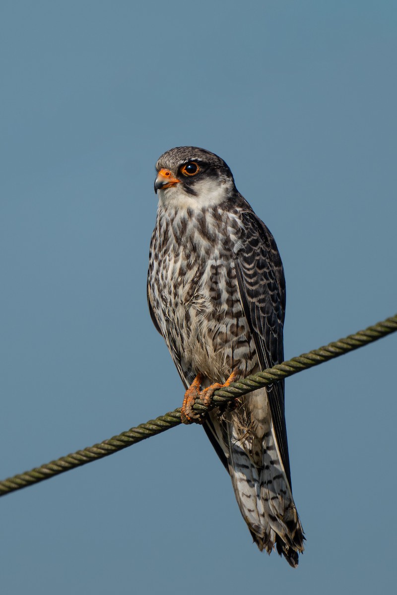 בז אמור - ML646625054