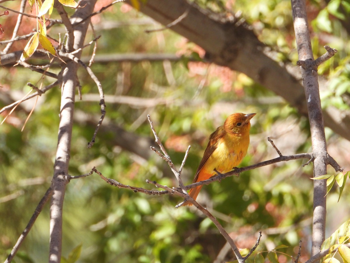 Summer Tanager - ML646625055