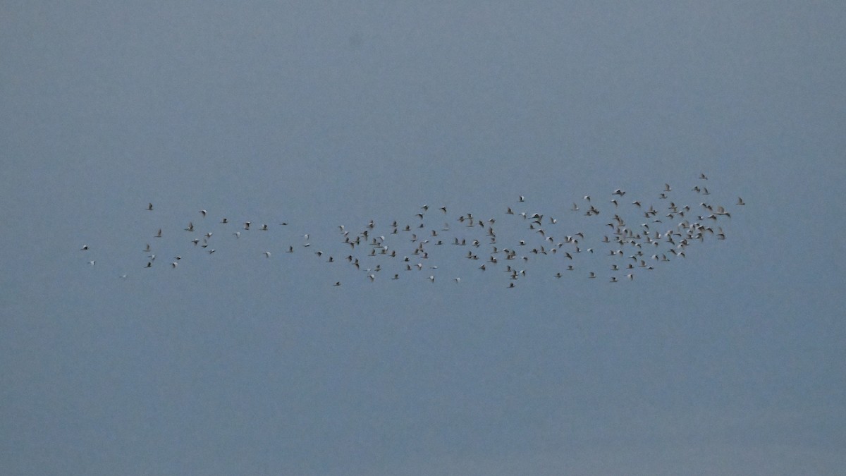 ニシアマサギ - ML646625056