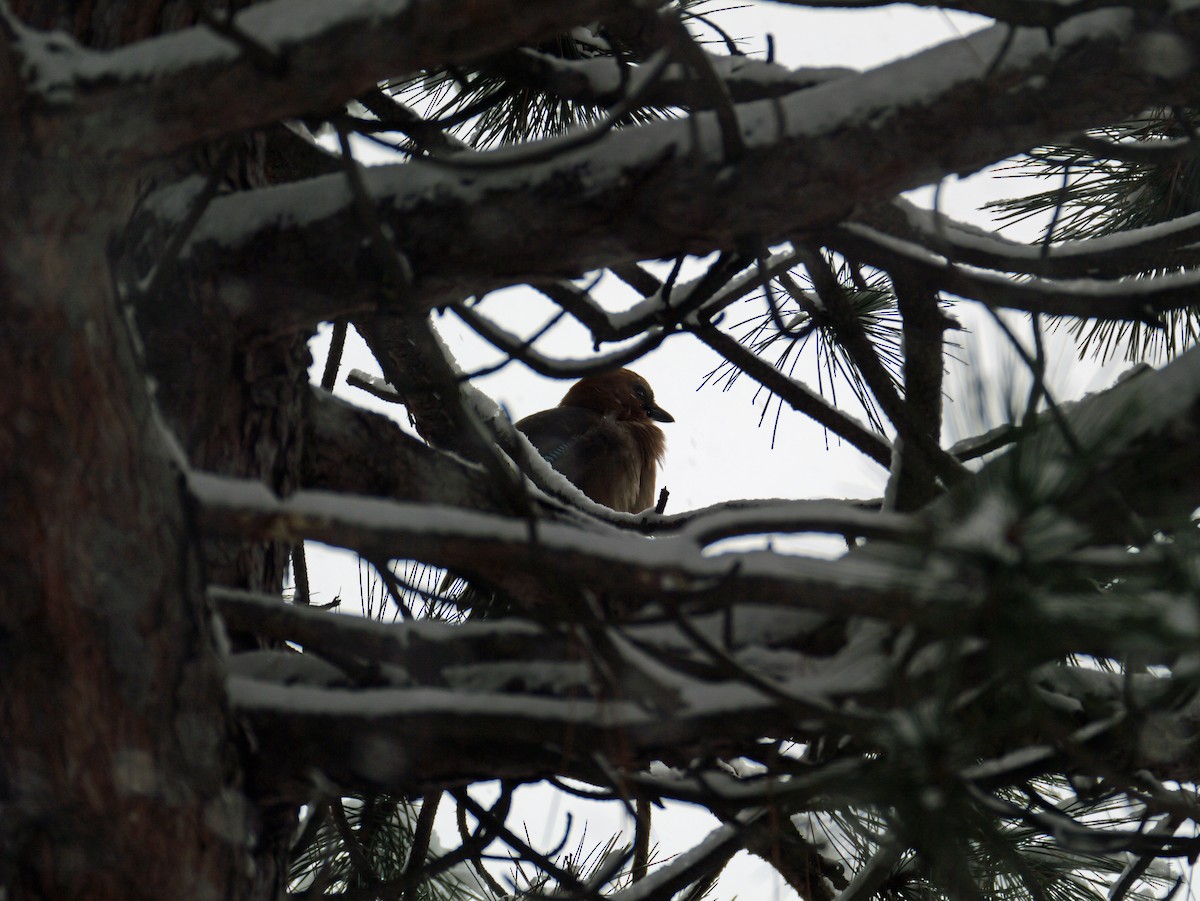 Eurasian Jay (Brandt's) - ML646625057