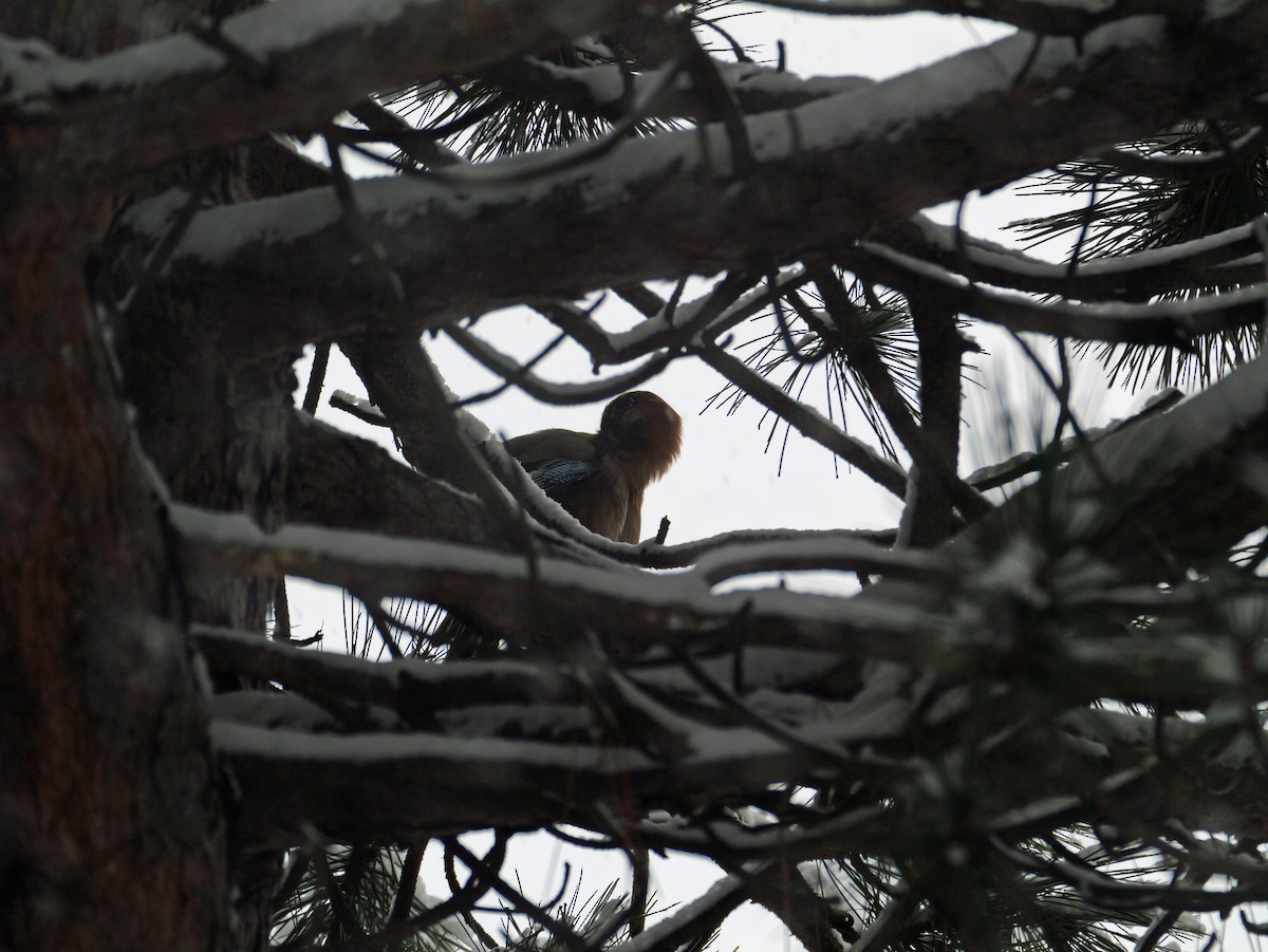 Eurasian Jay (Brandt's) - ML646625058