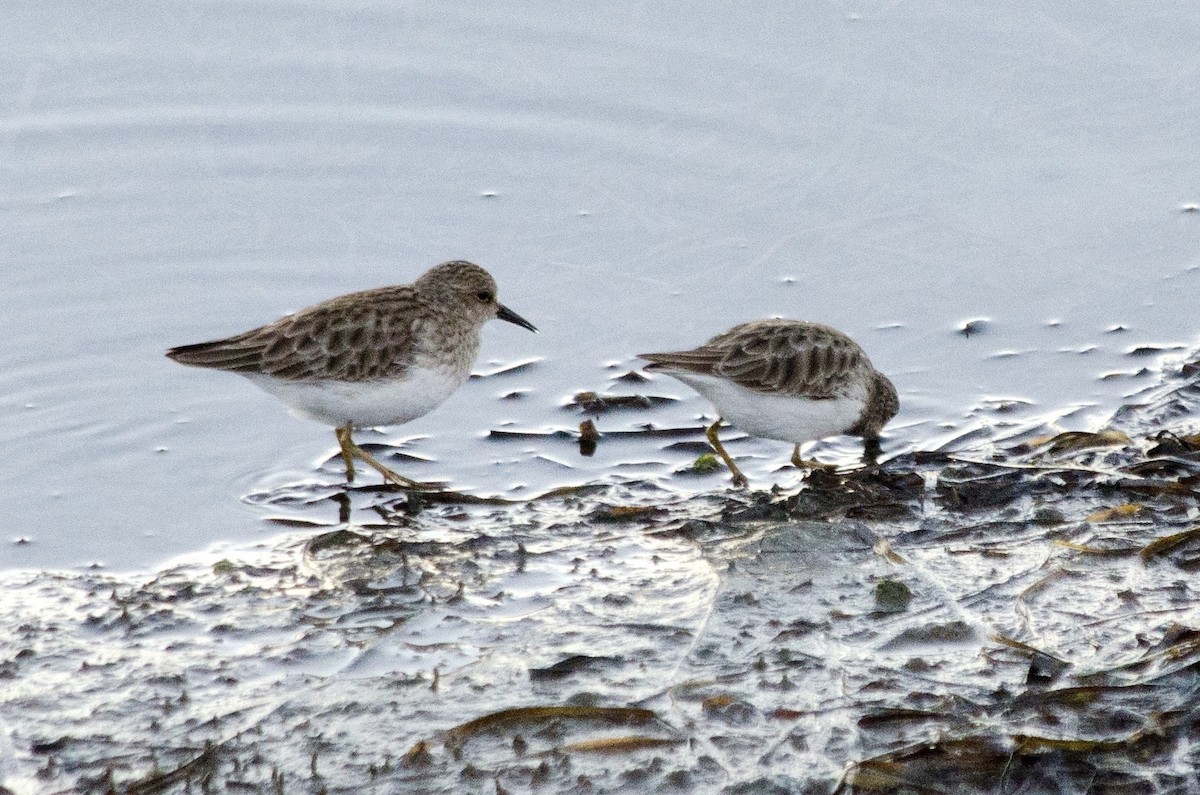 Least Sandpiper - ML646625059