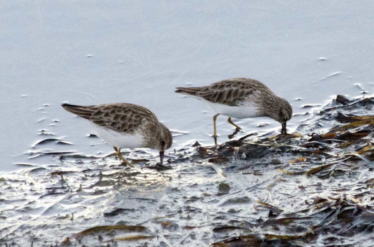 Least Sandpiper - ML646625060