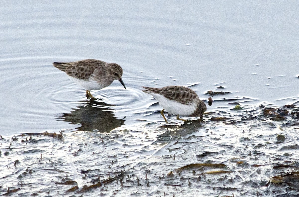 Least Sandpiper - ML646625061