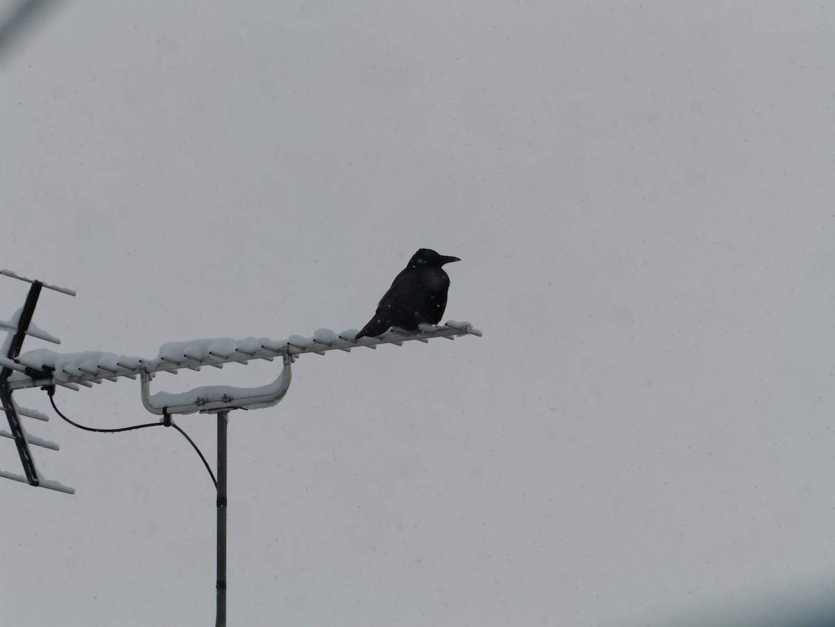 Carrion Crow - ML646625062