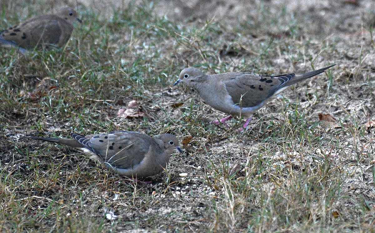 Mourning Dove - ML646625063