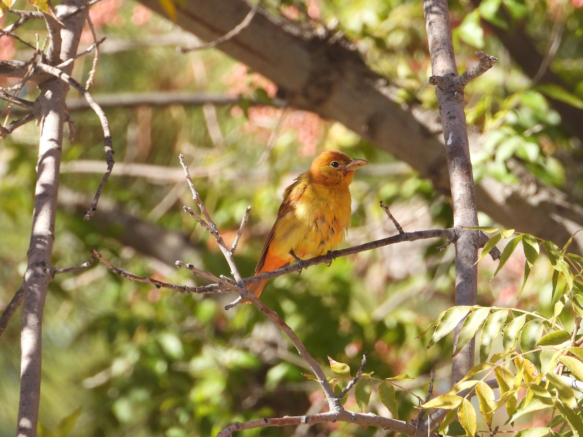 Summer Tanager - ML646625064