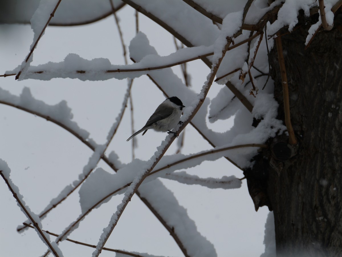 Marsh Tit - ML646625066