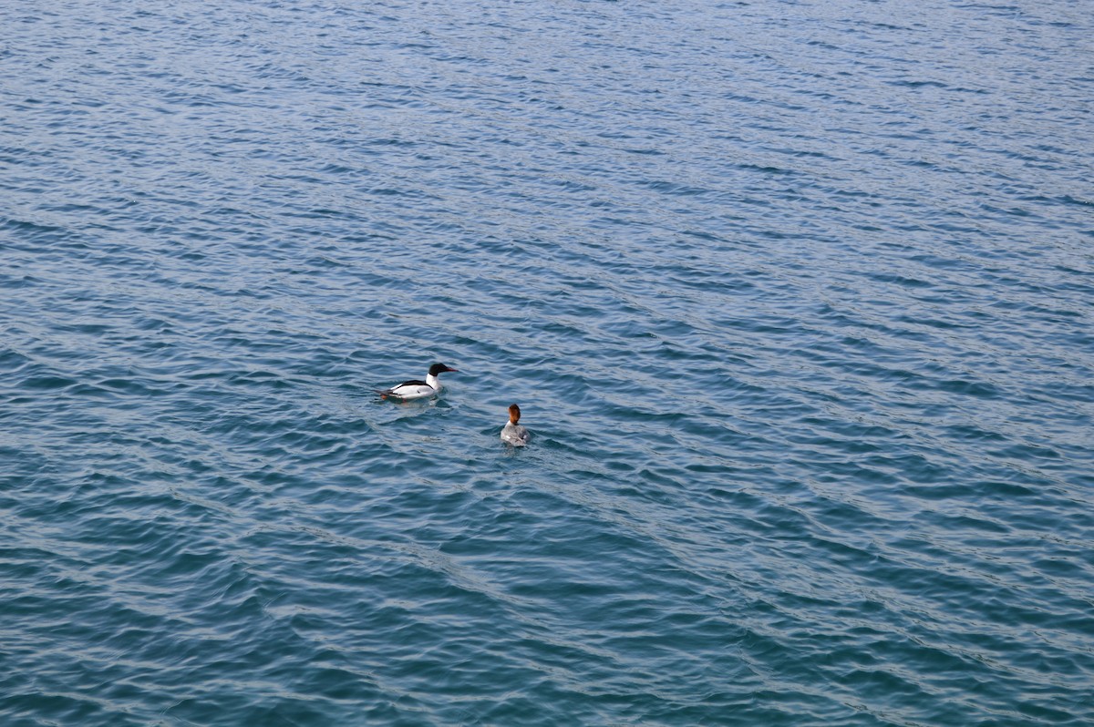 川秋沙 - ML646625067