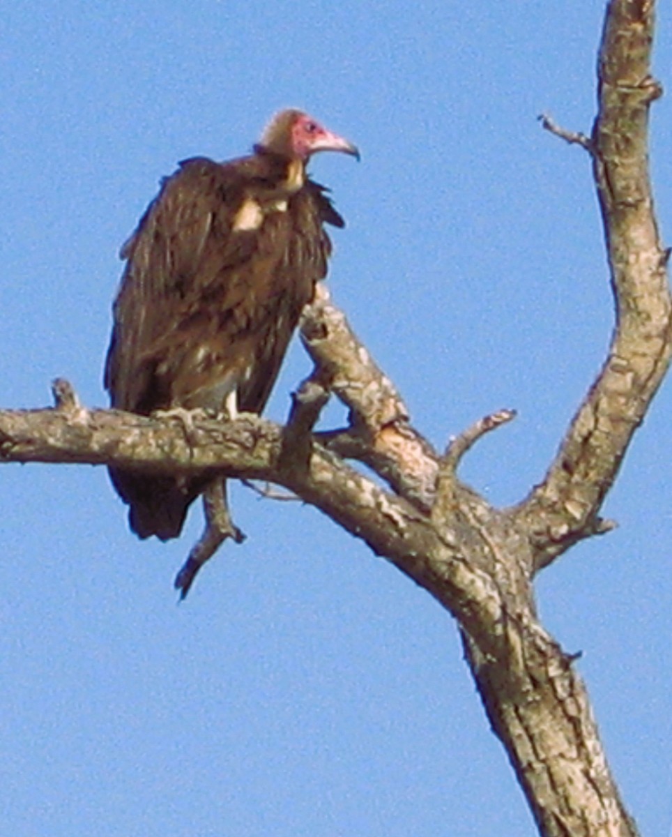 Hooded Vulture - ML646625068