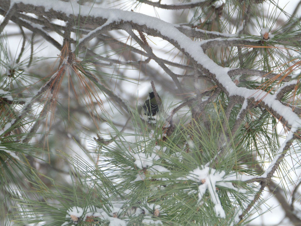 Asian Tit - ML646625069