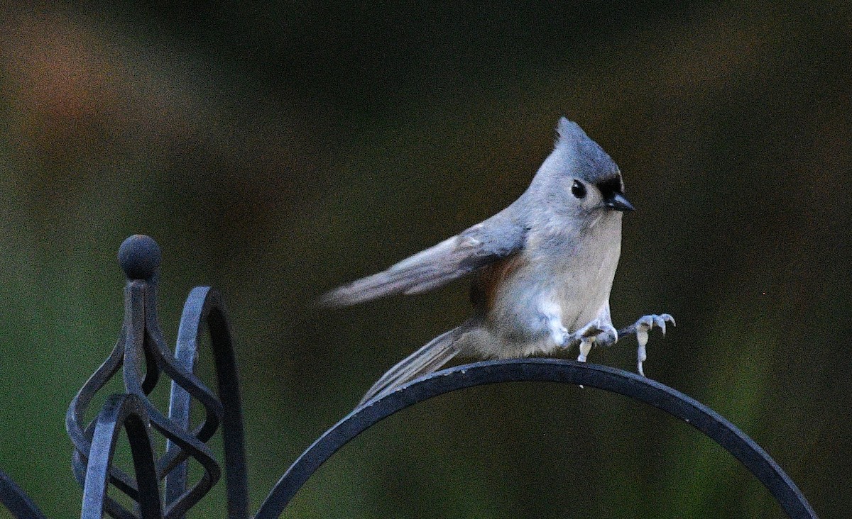 Tufted Titmouse - ML646625070