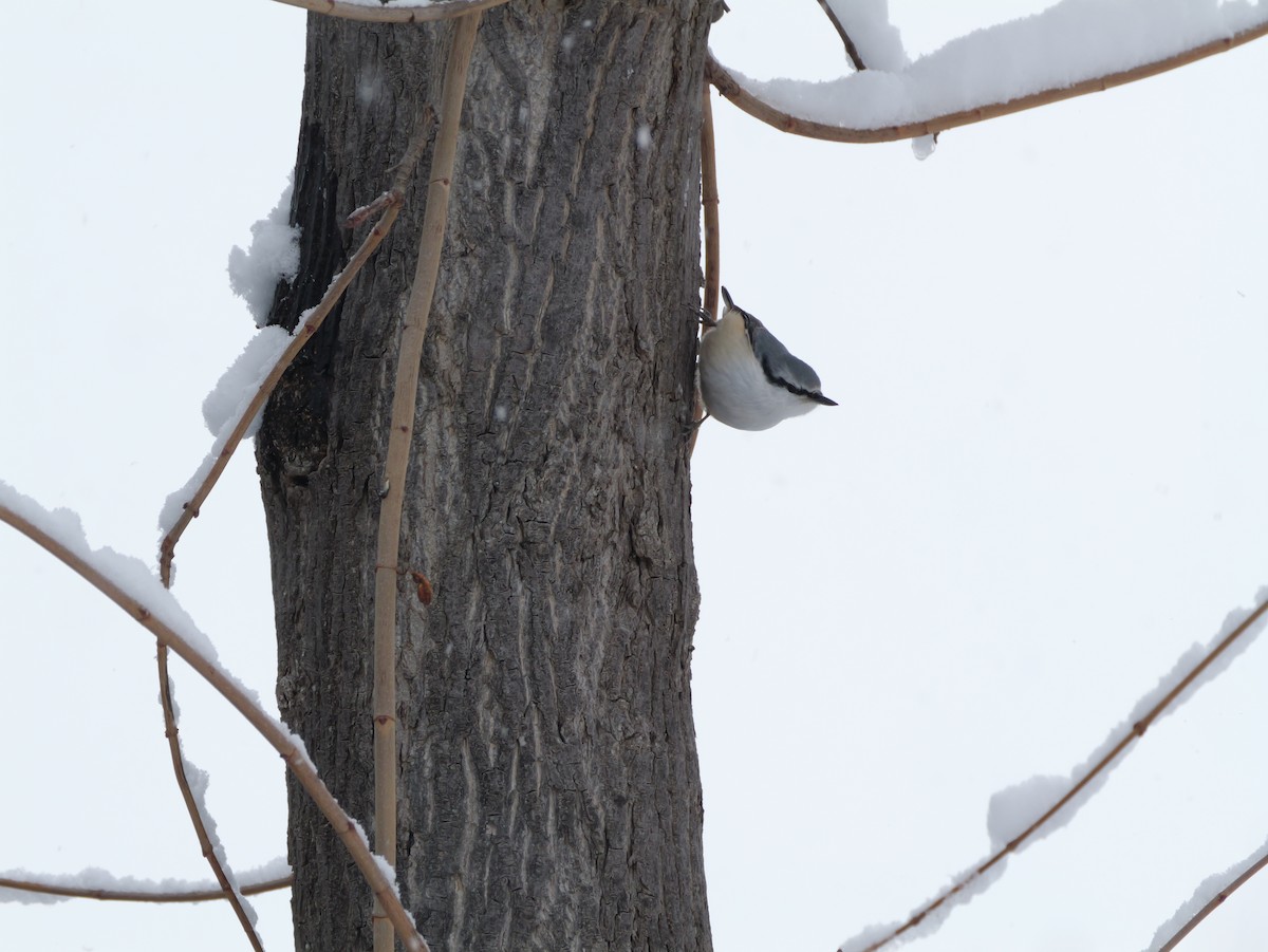 Eurasian Nuthatch - ML646625071