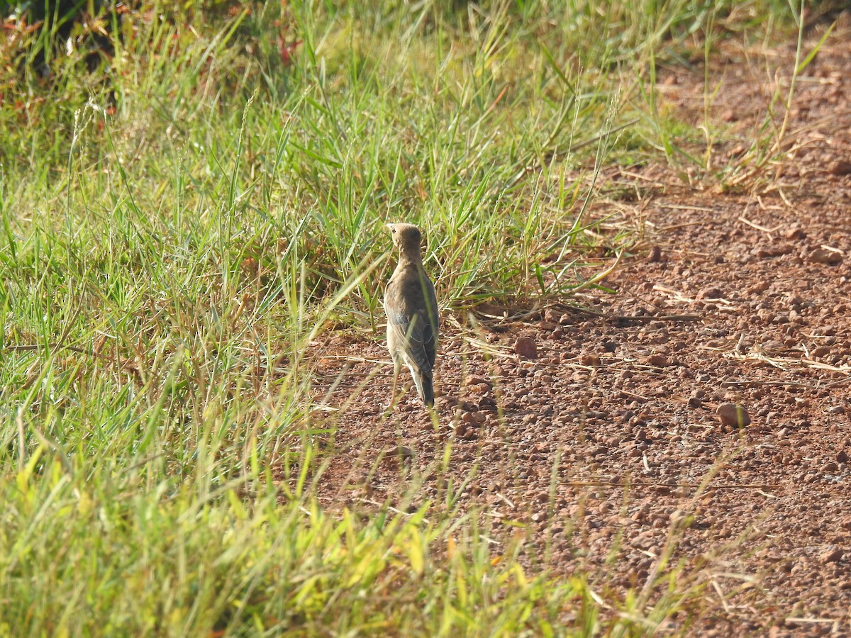 粉紅椋鳥 - ML646625072