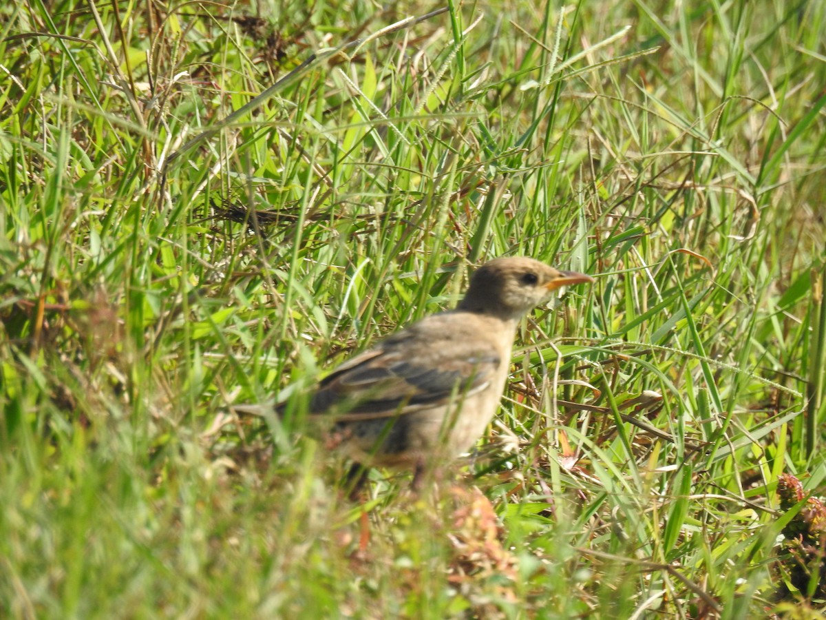 粉紅椋鳥 - ML646625073