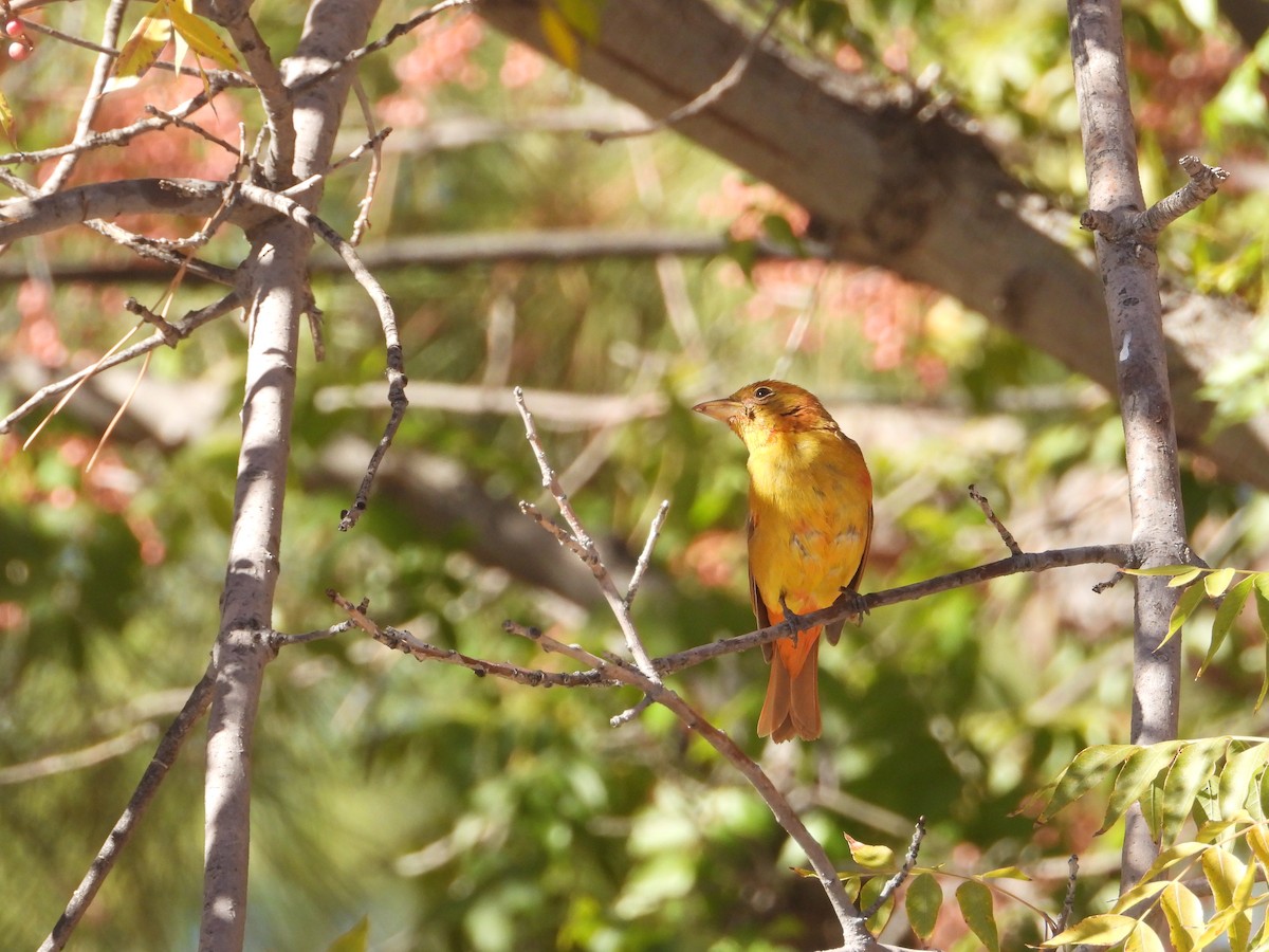 Summer Tanager - ML646625075