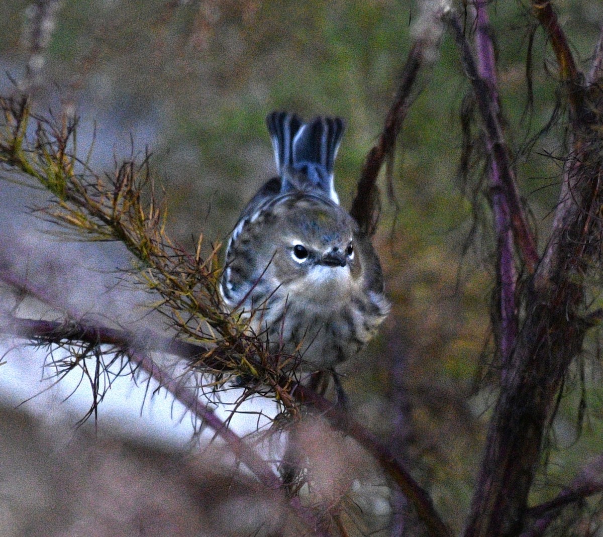 Yellow-rumped Warbler - ML646625076