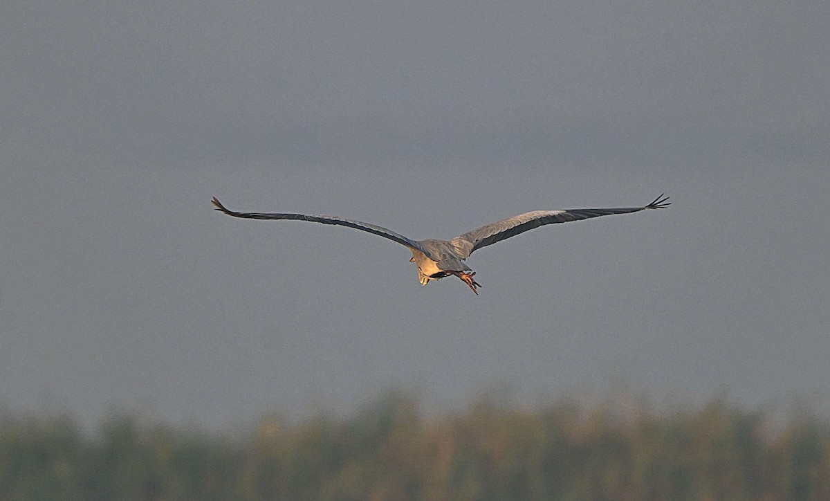 Gray Heron - ML646625077