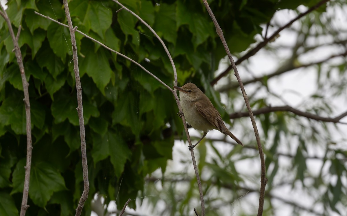 Oriental Reed Warbler - ML646625079