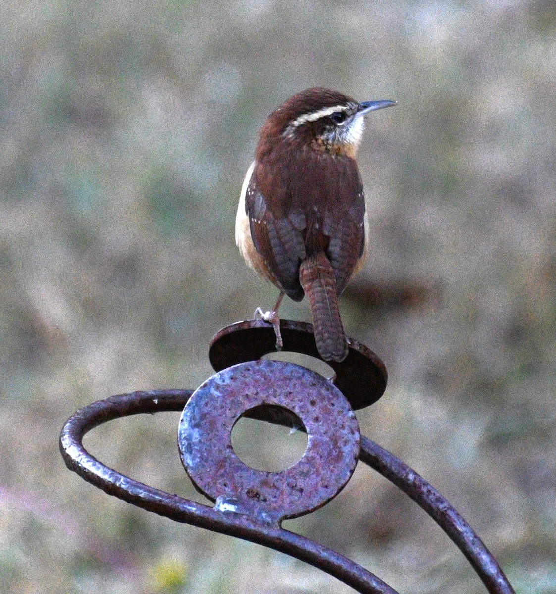 Carolina Wren - ML646625083