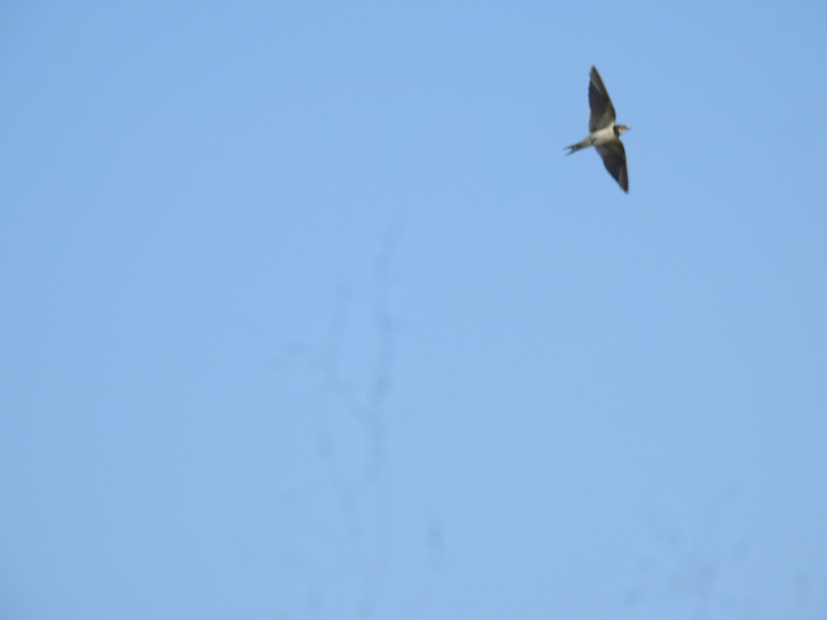 Barn Swallow - ML646625084