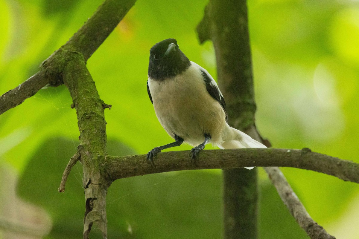 Маркизская помарея - ML646625087