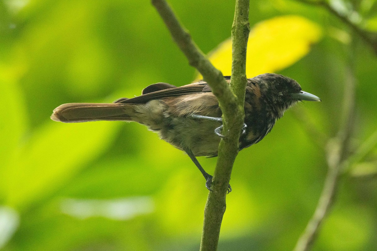 Маркизская помарея - ML646625088