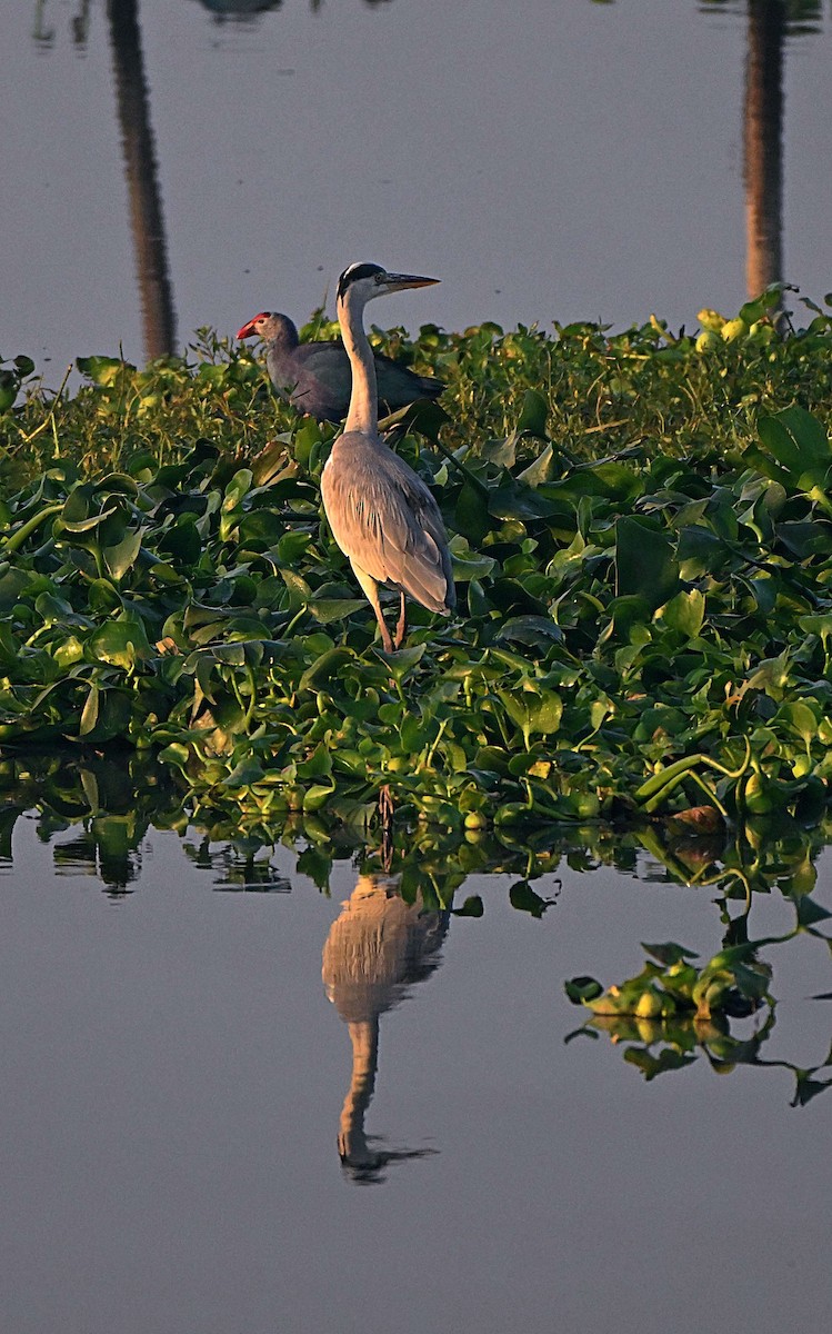 Gray Heron - ML646625089