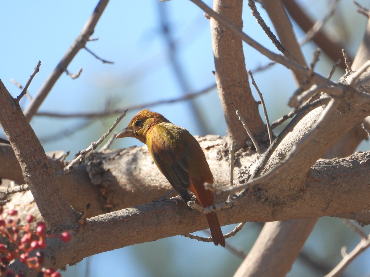 Summer Tanager - ML646625090