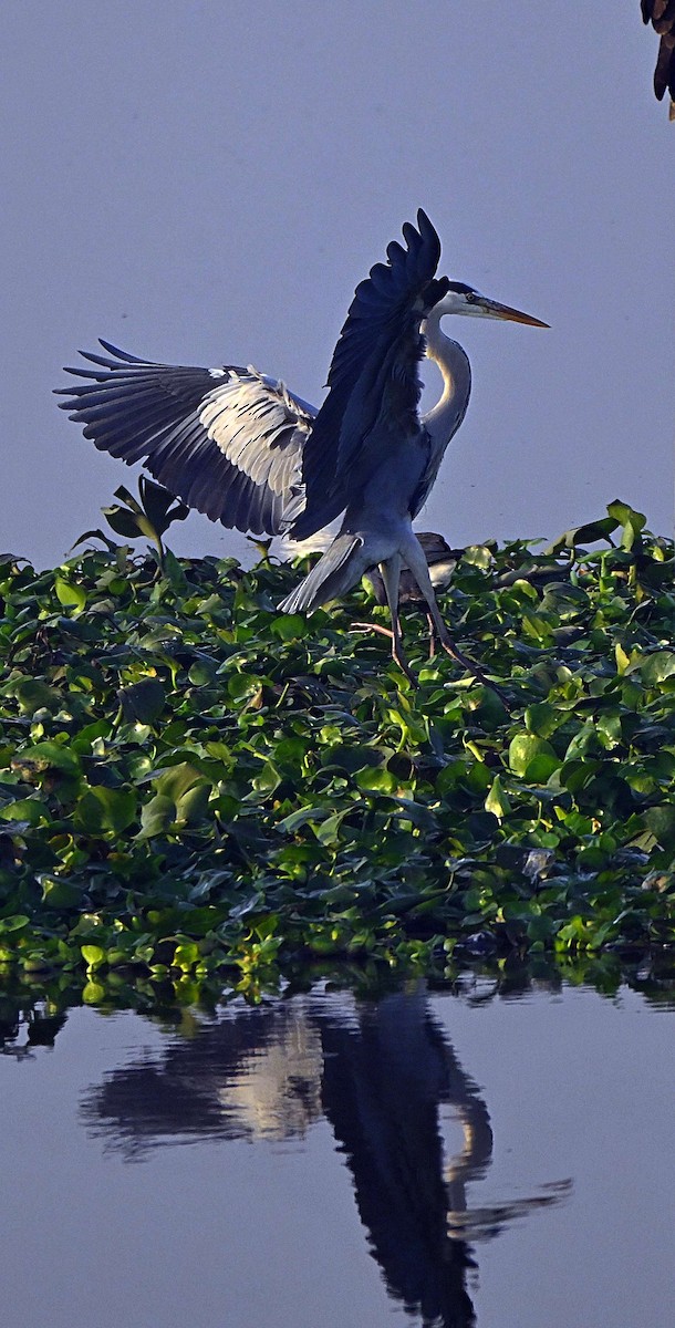 Gray Heron - ML646625091