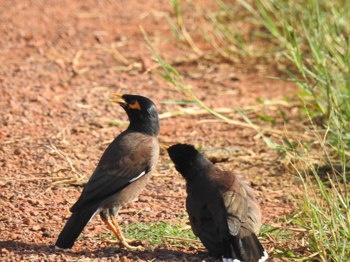 Common Myna - ML646625092