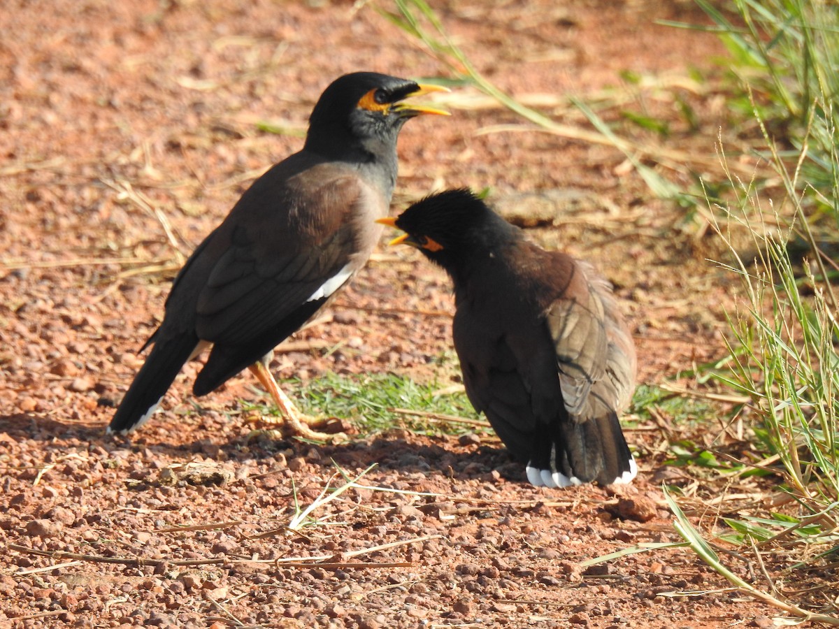 Common Myna - ML646625093