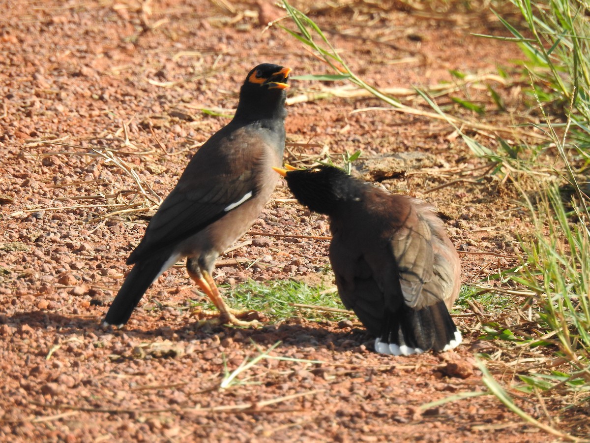Common Myna - ML646625094
