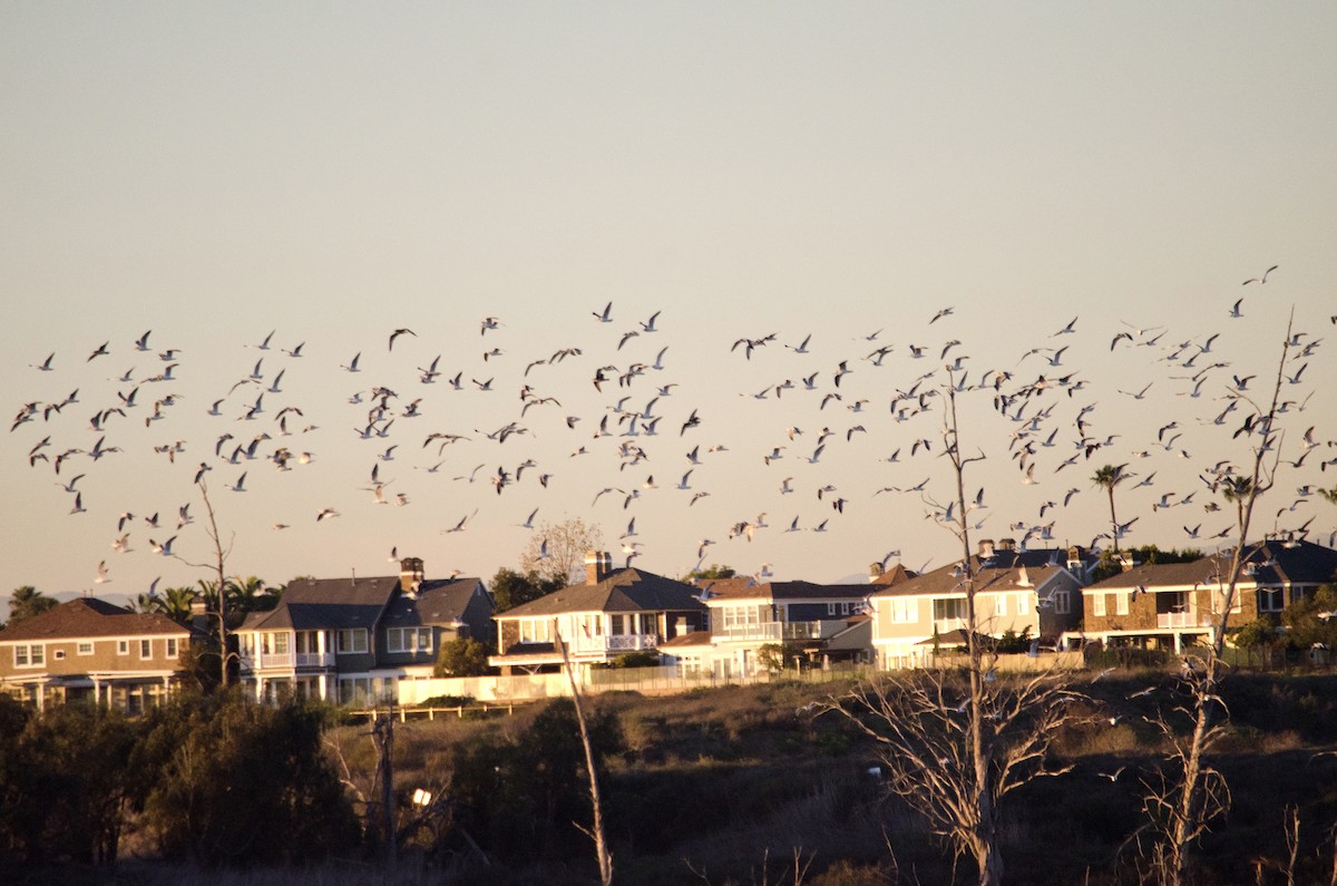 gull sp. - ML646625095