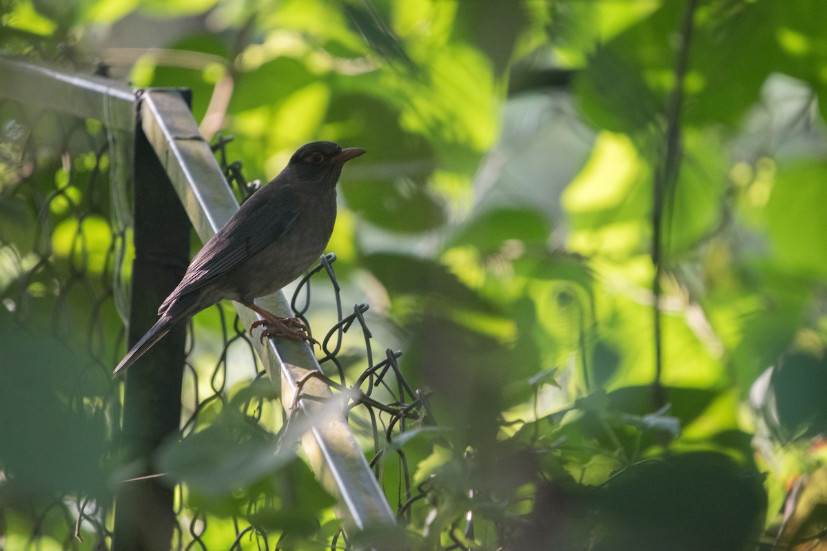 Indian Blackbird - ML646625096