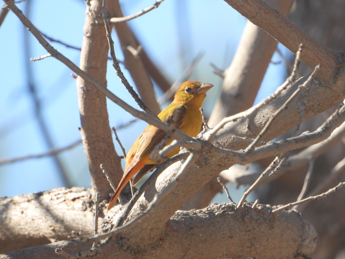 Summer Tanager - ML646625097