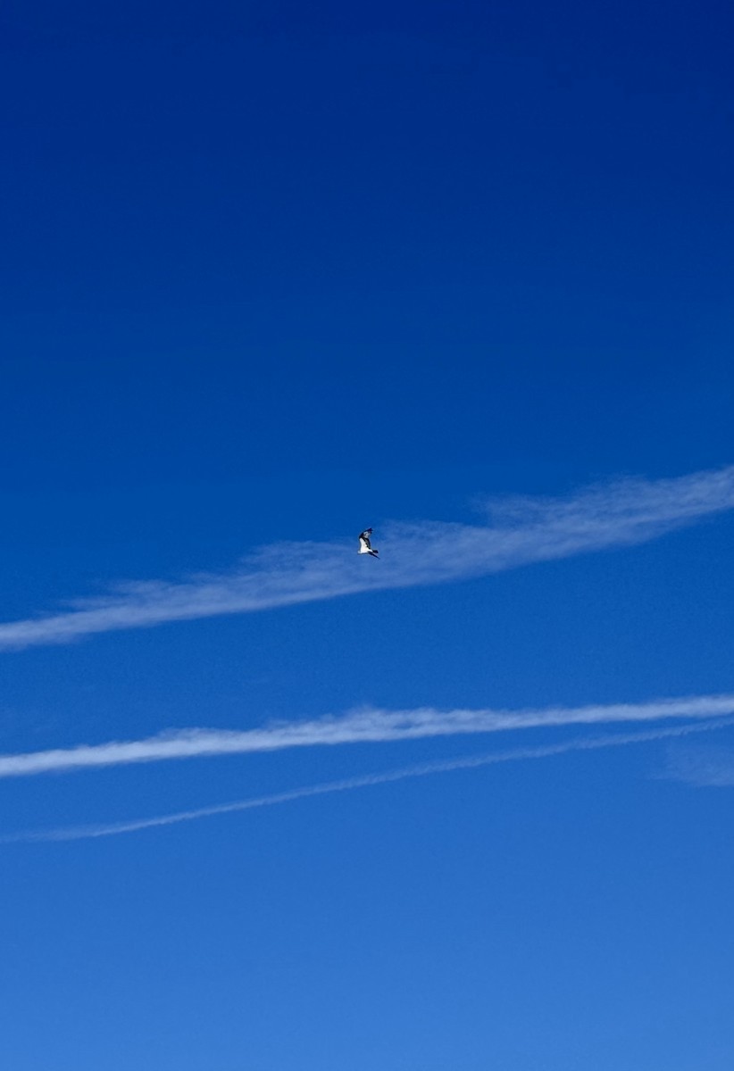 Osprey (American) - ML646625098