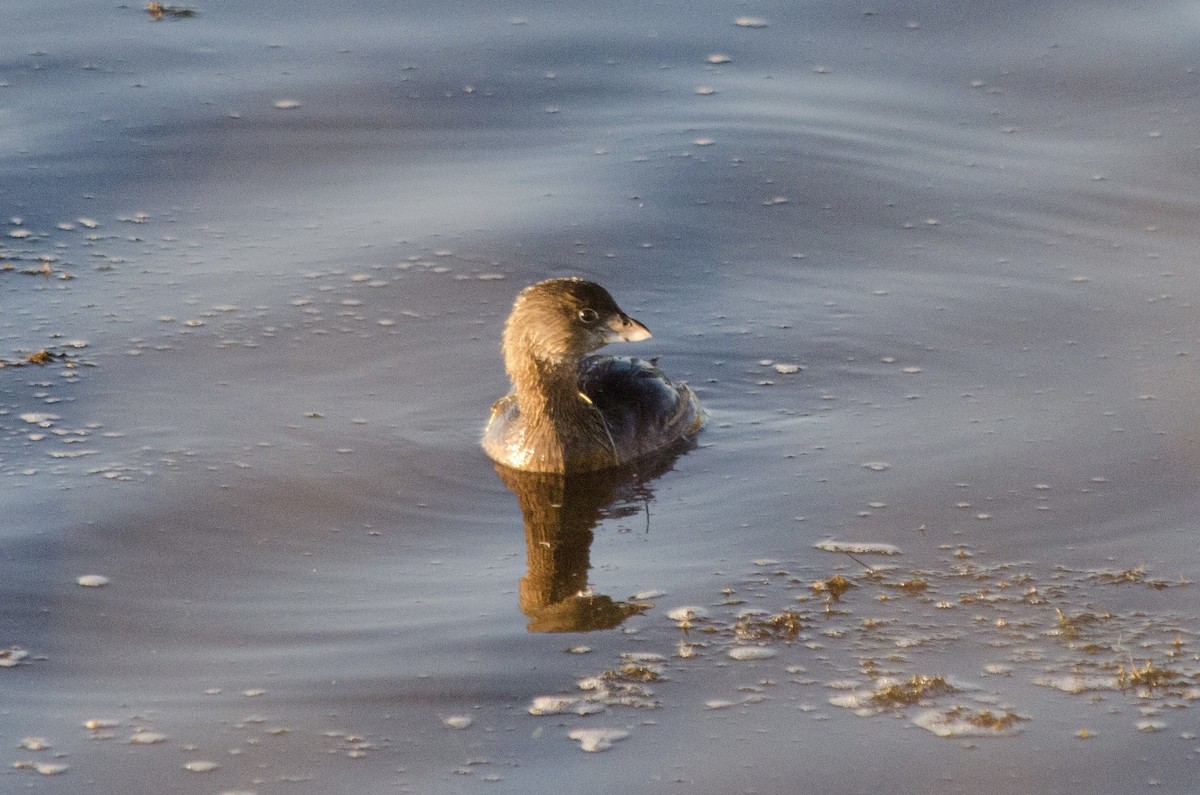 Txilinporta mokolodia - ML646625099