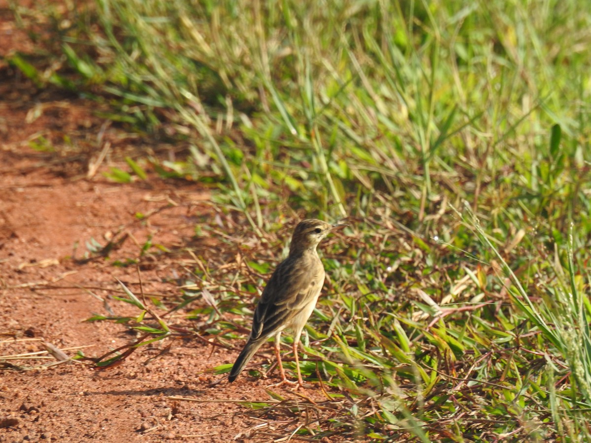 Paddyfield Pipit - ML646625100