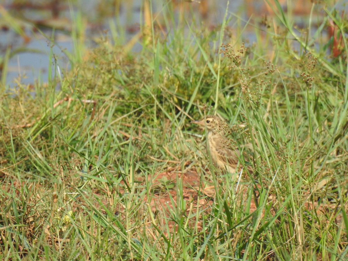 Paddyfield Pipit - ML646625101