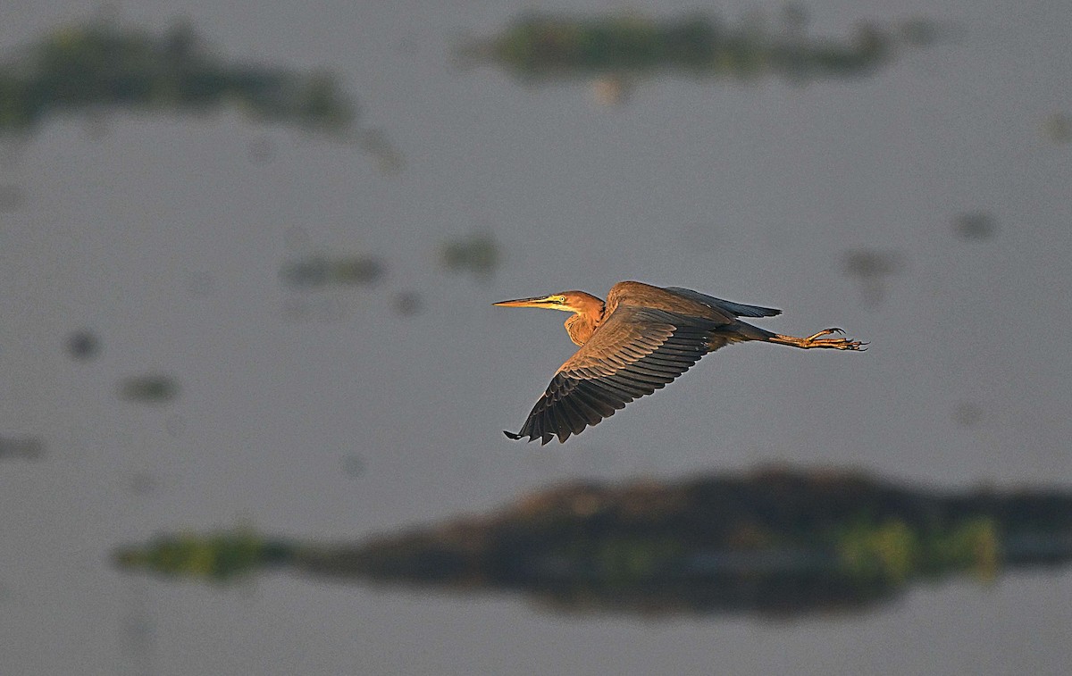 Purple Heron - ML646625102