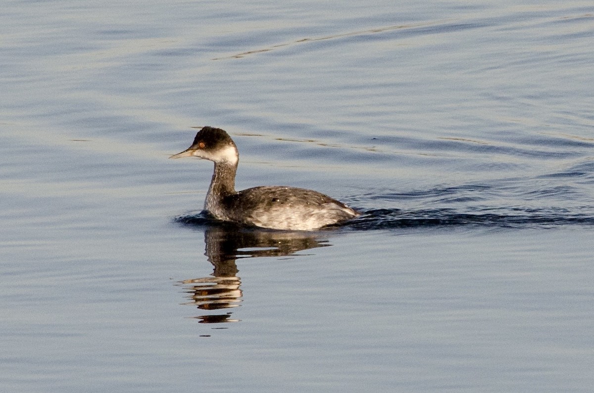 Txilinporta lepabeltza - ML646625105