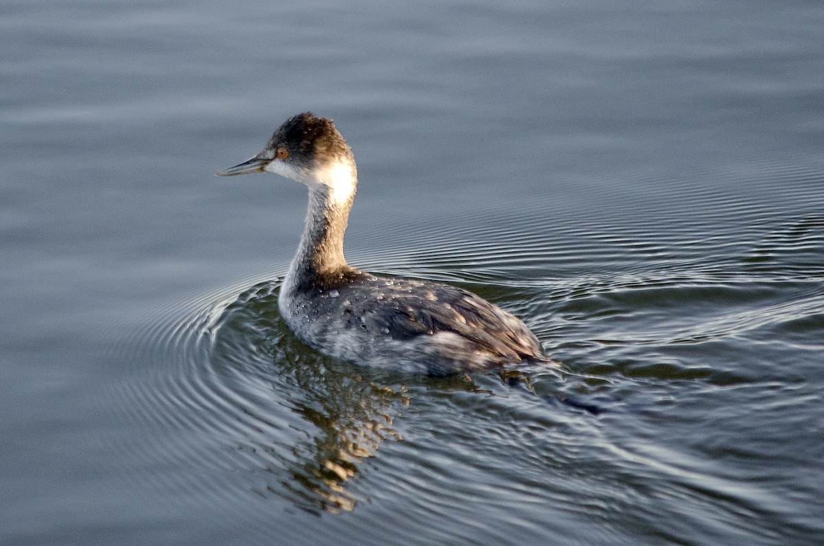 Txilinporta lepabeltza - ML646625106