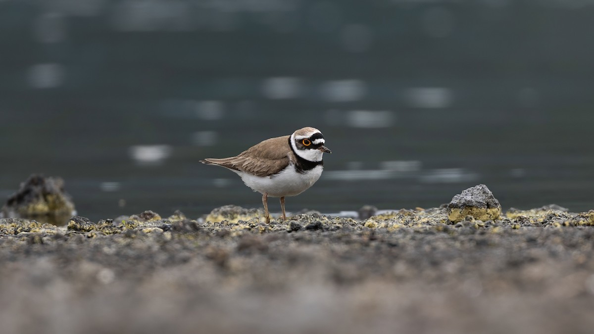 Little Ringed Plover - ML646625108