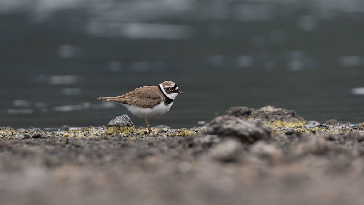 Little Ringed Plover - ML646625109