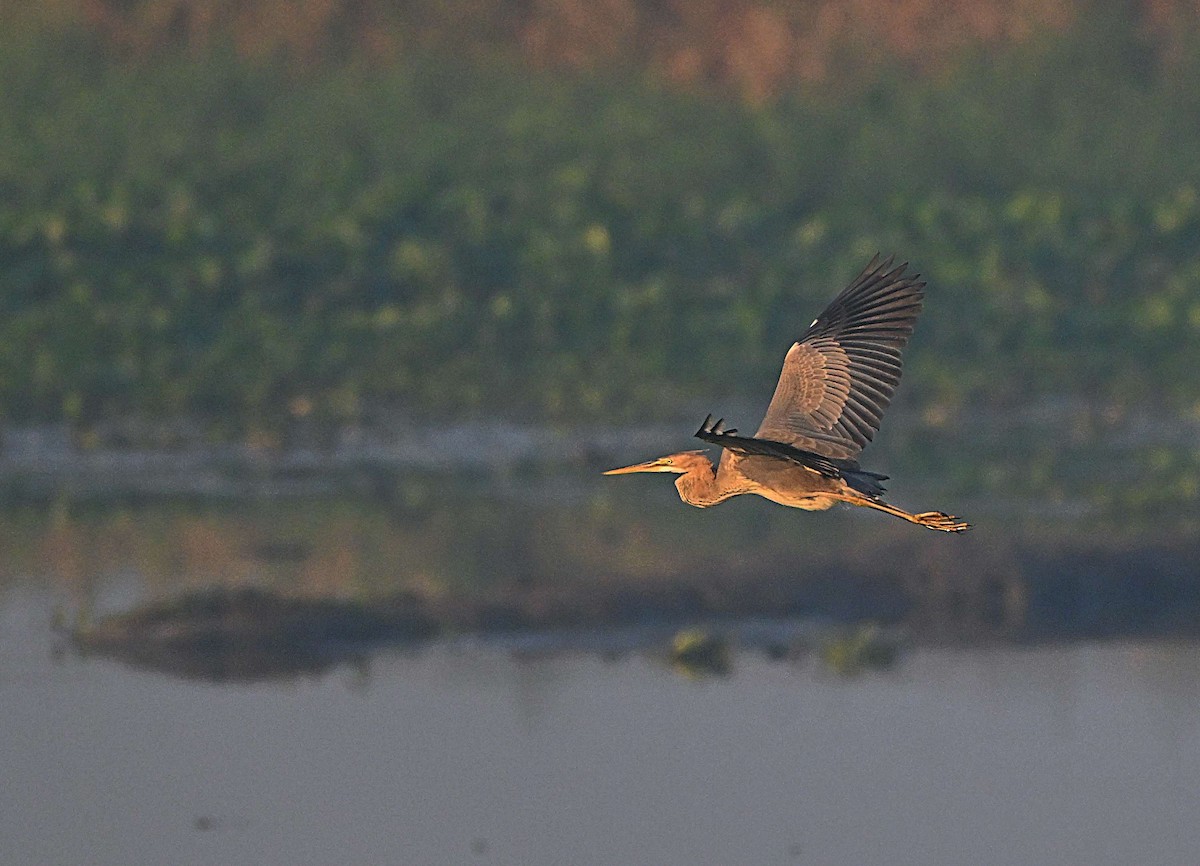 Purple Heron - ML646625110
